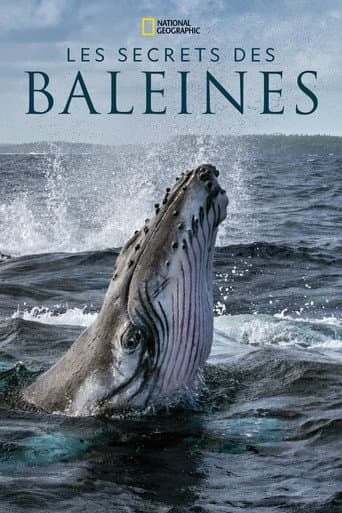 Affiche de Les Secrets des baleines
