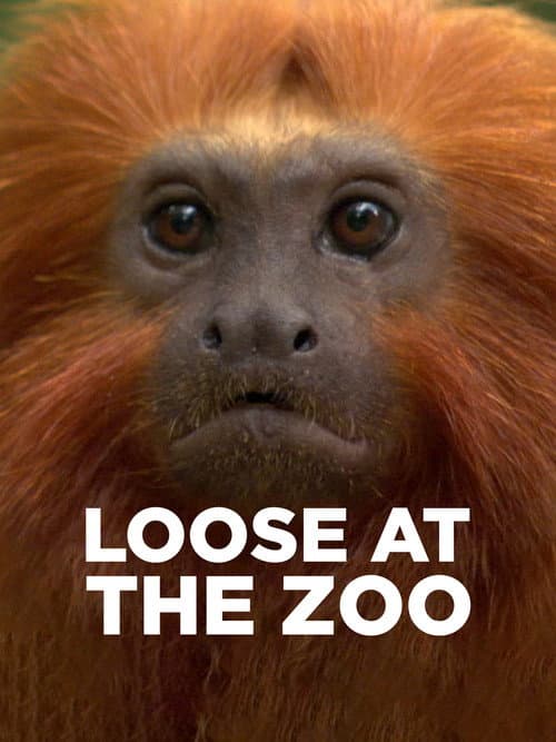 Affiche de Loose at the Zoo