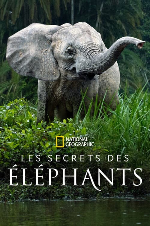 Affiche de Les secrets des éléphants
