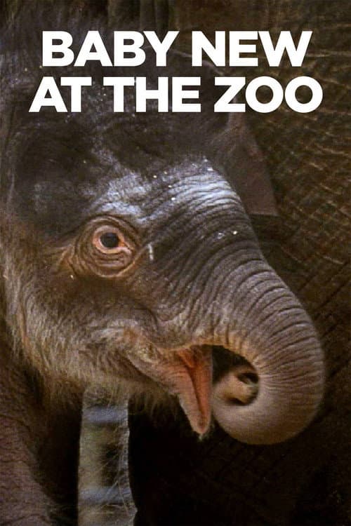 Affiche de Baby New at the Zoo