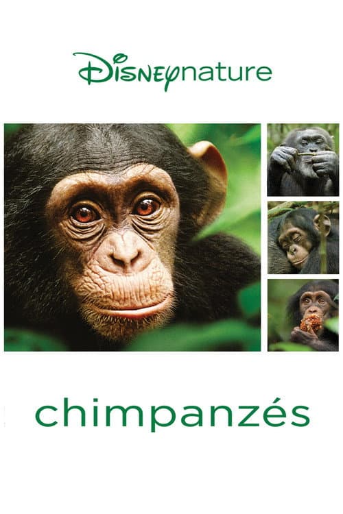 Affiche de Chimpanzés