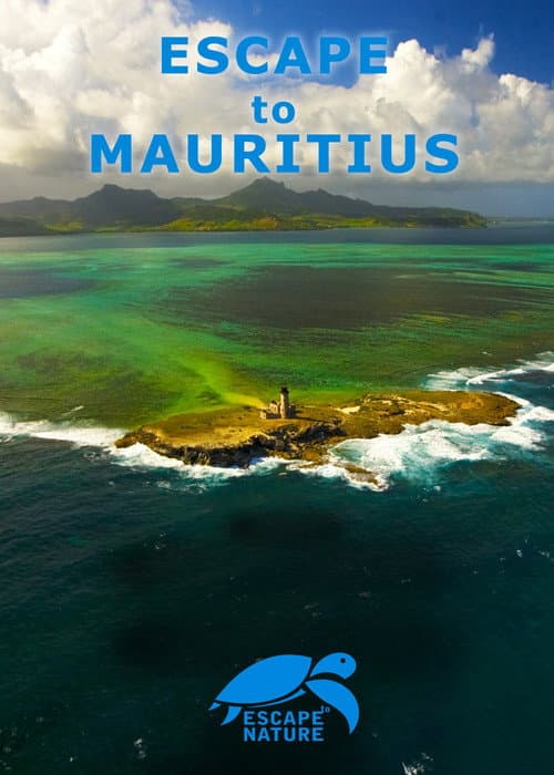Affiche de Escape to Mauritius