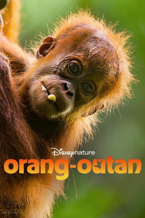 Affiche de Orang-outan
