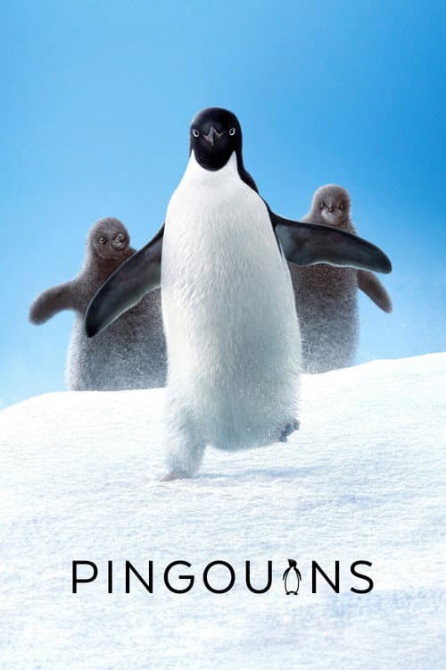 Affiche de Pingouins