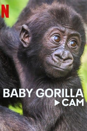 Affiche de Bébés gorilles en direct