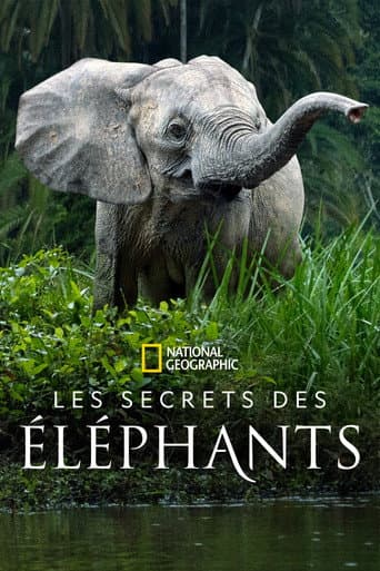 Affiche de Les secrets des éléphants