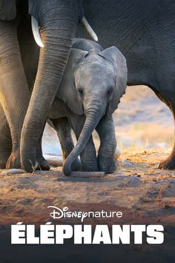 Affiche de Éléphants