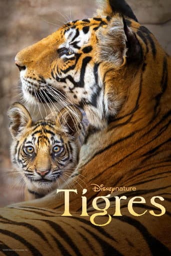Affiche de Tigres