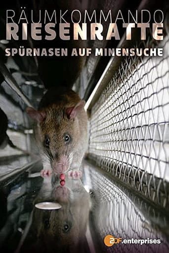 Affiche de Le rat de Gambie, as du déminage