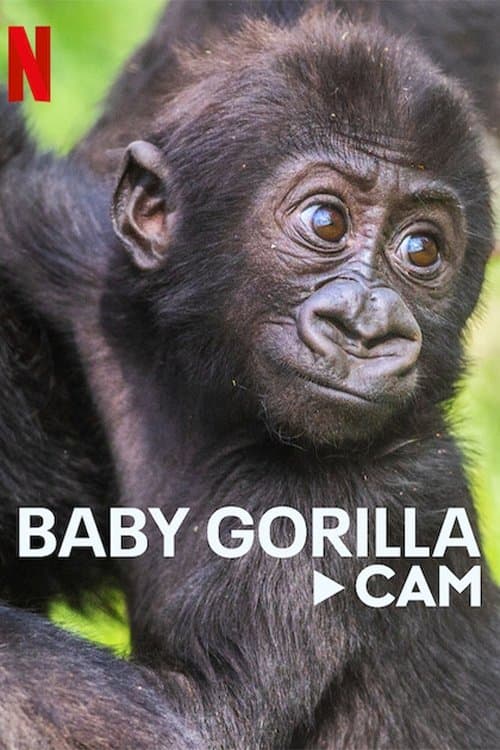 Affiche de Bébés gorilles en direct
