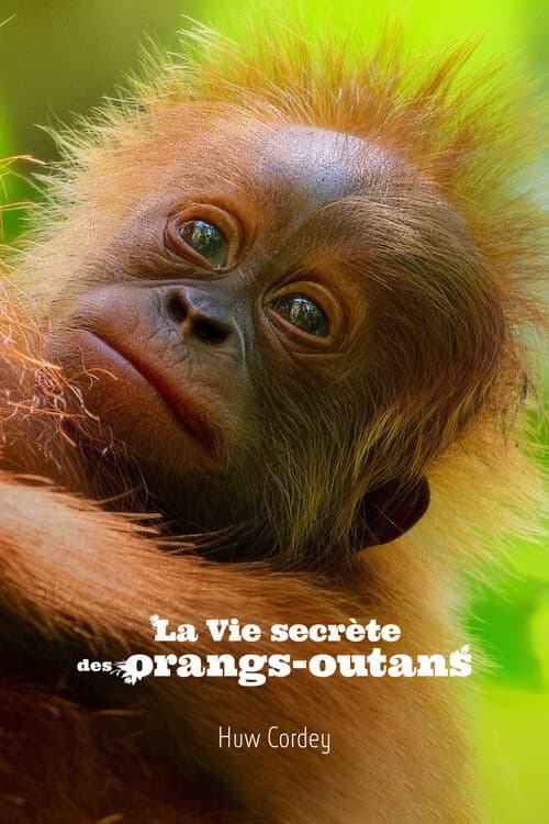 Affiche de La Vie secrète des orangs-outans