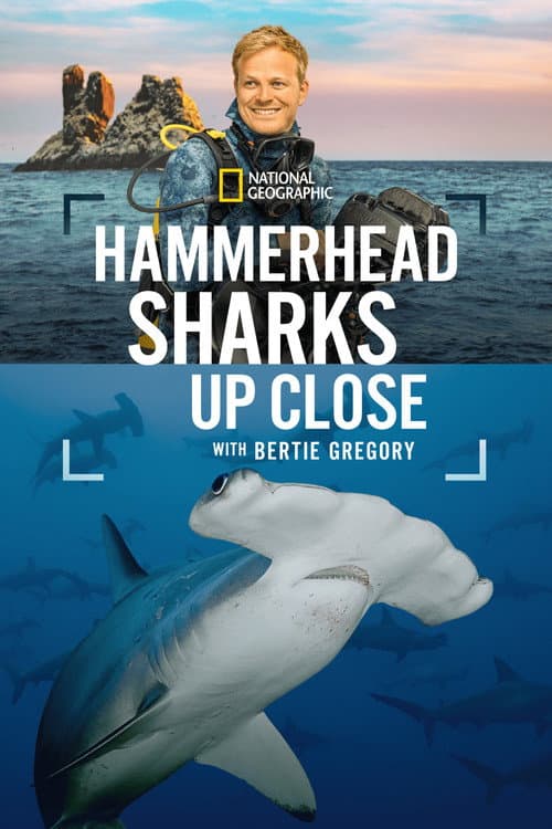 Affiche de Au plus près des requins-marteaux avec Bertie Gregory