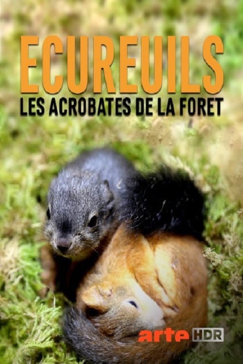 Affiche de Ecureuils, les acrobates de la forêt