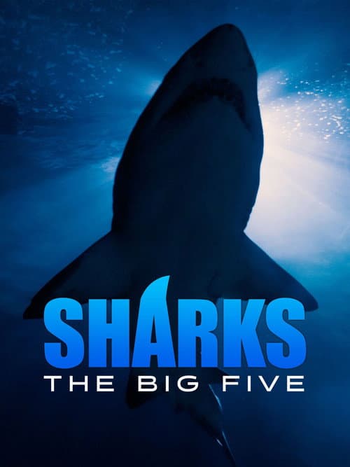 Affiche de Sharks - The Big Five