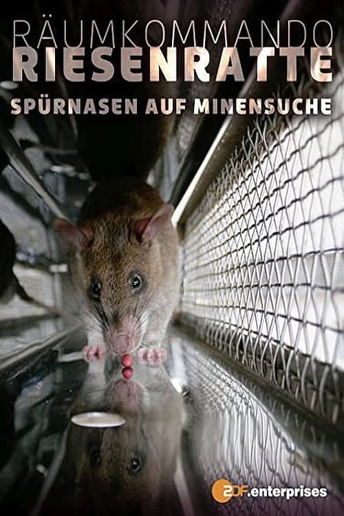 Affiche de Le rat de Gambie, as du déminage