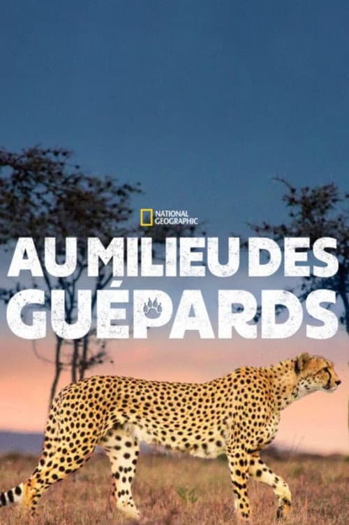 Affiche de Au milieu des guépards
